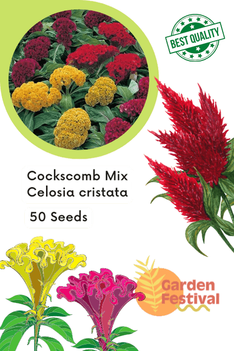 Cockscomb Mix Celosia cristata (Garden Festival) - Farmers Stop