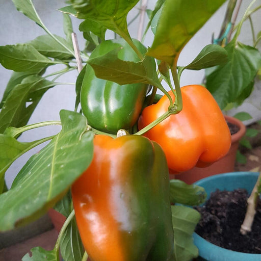 Capsicum Orange Bell (Garden Festival) - Farmers Stop