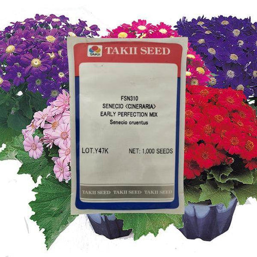 Senecio (Cineraria) Early Perfection™ Series (Takii Seeds) - Farmers Stop