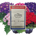Senecio (Cineraria) Early Perfection™ Series (Takii Seeds) - Farmers Stop