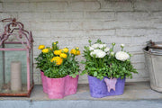 Ranunculus Sprinkles F1 Pelleted (Schoneveld breeding) - Farmers Stop