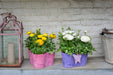 Ranunculus Sprinkles F1 Pelleted (Schoneveld breeding) - Farmers Stop