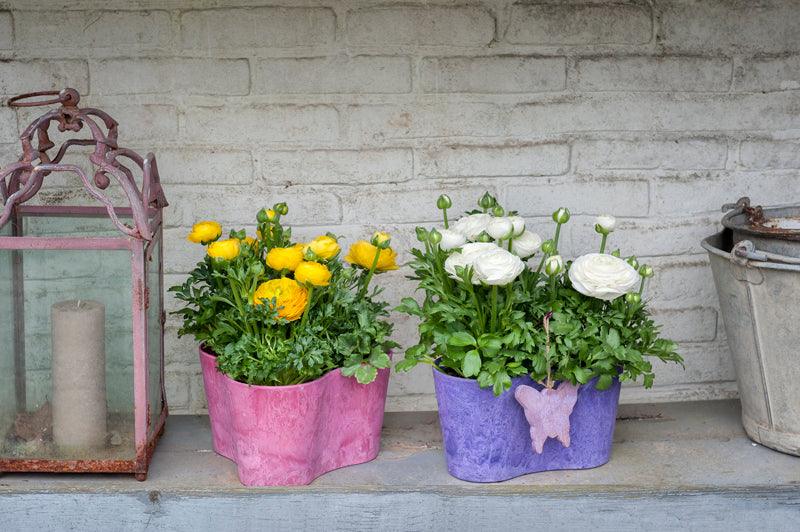 Ranunculus Sprinkles F1 Pelleted (Schoneveld breeding) - Farmers Stop