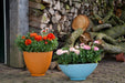 Ranunculus Sprinkles F1 Pelleted (Schoneveld breeding) - Farmers Stop