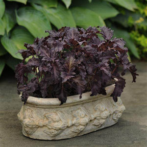Purple Ruffles Basil (PanAmerican) - Farmers Stop