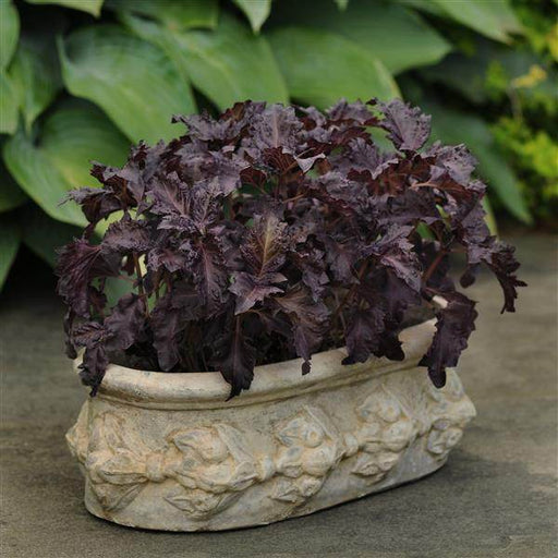 Purple Ruffles Basil (PanAmerican) - Farmers Stop