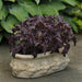 Purple Ruffles Basil (PanAmerican) - Farmers Stop