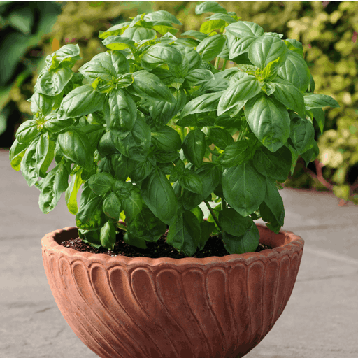 Dolce Fresca Herb Basil (PanAmerican) - Farmers Stop