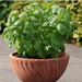 Dolce Fresca Herb Basil (PanAmerican) - Farmers Stop