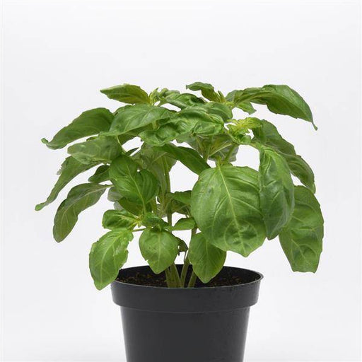 Newton Herb Basil (PanAmerican) - Farmers Stop