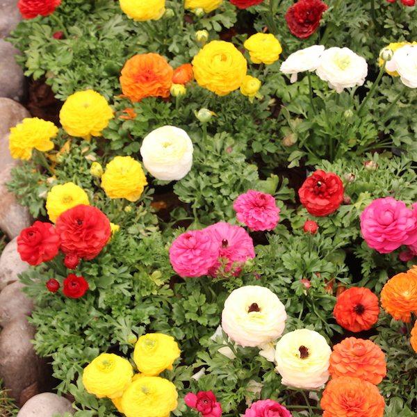 Ranunculus F1 Original Mix (Garden Festival) - Farmers Stop