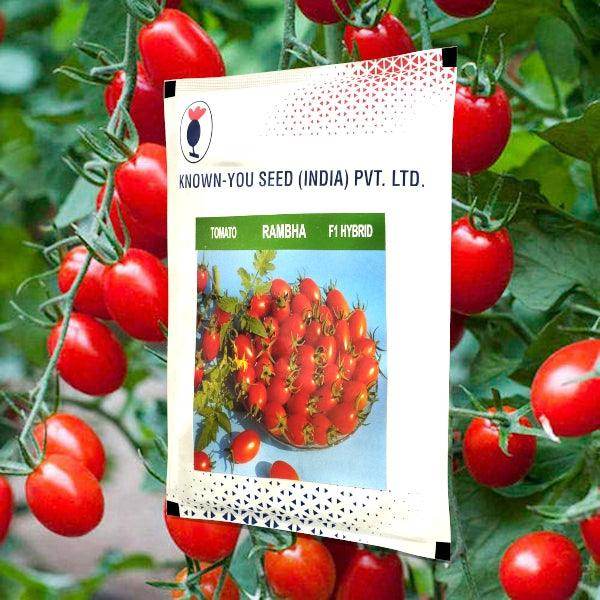 Rambha F1 Hybrid Red Oblong Cherry Tomato (Known You Seeds) - Farmers Stop