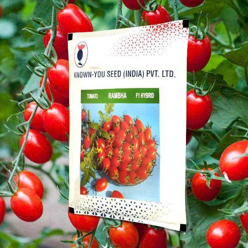 Rambha F1 Hybrid Red Oblong Cherry Tomato (Known You Seeds) - Farmers Stop