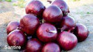 Santire/सैनटायर F1 Hybrid Onion (Nunhems) - Farmers Stop