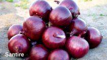 Santire/सैनटायर F1 Hybrid Onion (Nunhems) - Farmers Stop