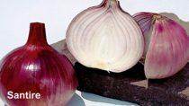 Santire/सैनटायर F1 Hybrid Onion (Nunhems) - Farmers Stop