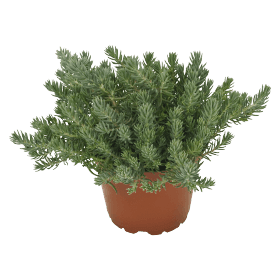 Sedum forsterianum Oracle (Benary) - Farmers Stop