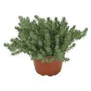 Sedum forsterianum Oracle (Benary) - Farmers Stop