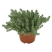 Sedum forsterianum Oracle (Benary) - Farmers Stop