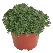 Sedum rubens Lizard (Benary) - Farmers Stop