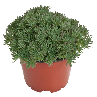 Sedum rubens Lizard (Benary) - Farmers Stop
