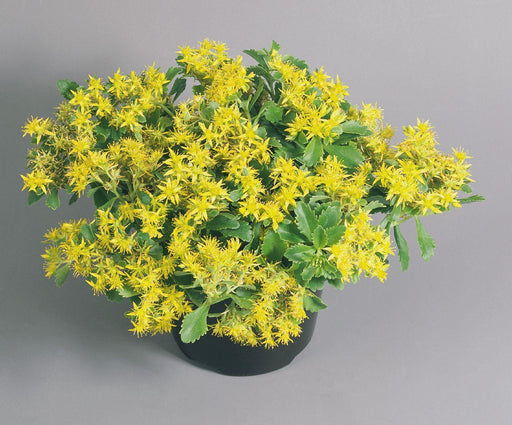 Perennial Sedum ellacombianum (selskianum hort.) Spirit (Benary) - Farmers Stop