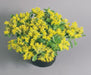 Perennial Sedum ellacombianum (selskianum hort.) Spirit (Benary) - Farmers Stop