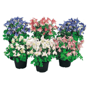 Aquilegia flabellata F₁ Cameo Mix (Benary) - Farmers Stop