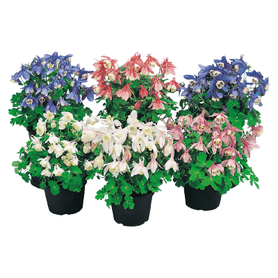 Aquilegia flabellata F₁ Cameo Mix (Benary) - Farmers Stop