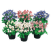 Aquilegia flabellata F₁ Cameo Mix (Benary) - Farmers Stop