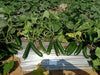 Rasilee F1 Hybrid Cucumber (Known You Seeds) - Farmers Stop
