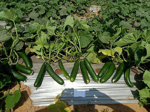 Rasilee F1 Hybrid Cucumber (Known You Seeds) - Farmers Stop