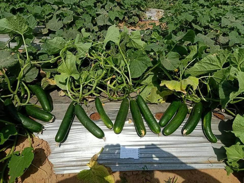 Rasilee F1 Hybrid Cucumber (Known You Seeds) - Farmers Stop