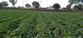 Rasilee F1 Hybrid Cucumber (Known You Seeds) - Farmers Stop