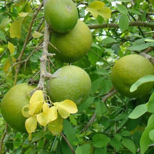 Bael Fruit seeds (Bel, Bilva Patra, Bengal quince, Maredu, Indian Bael, Golden Apple Fruit Seeds for planting) बेल फल - Farmers Stop