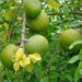 Bael Fruit seeds (Bel, Bilva Patra, Bengal quince, Maredu, Indian Bael, Golden Apple Fruit Seeds for planting) बेल फल - Farmers Stop