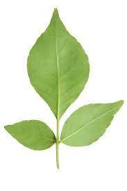 Bael Fruit seeds (Bel, Bilva Patra, Bengal quince, Maredu, Indian Bael, Golden Apple Fruit Seeds for planting) बेल फल - Farmers Stop