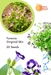 Torenia Beauty Original Mix Pelleted (Garden Festival) - Farmers Stop