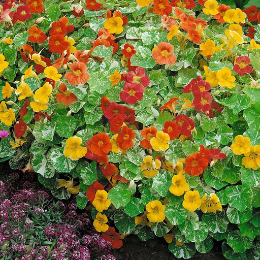 Heirloom Nasturtiums Alaska Mix (AsiaPacific, New Zealand) - Farmers Stop
