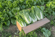 Venus F1 Chinese Cabbage (Konico Seeds) - Farmers Stop