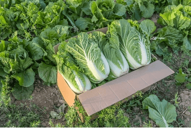 Venus F1 Chinese Cabbage (Konico Seeds) - Farmers Stop