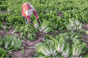 Venus F1 Chinese Cabbage (Konico Seeds) - Farmers Stop