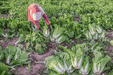 Venus F1 Chinese Cabbage (Konico Seeds) - Farmers Stop