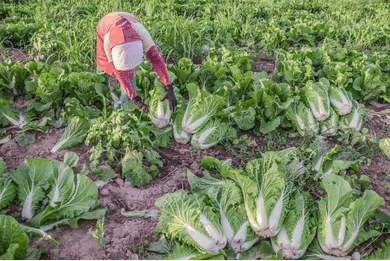 Venus F1 Chinese Cabbage (Konico Seeds) - Farmers Stop