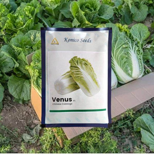 Venus F1 Chinese Cabbage (Konico Seeds) - Farmers Stop