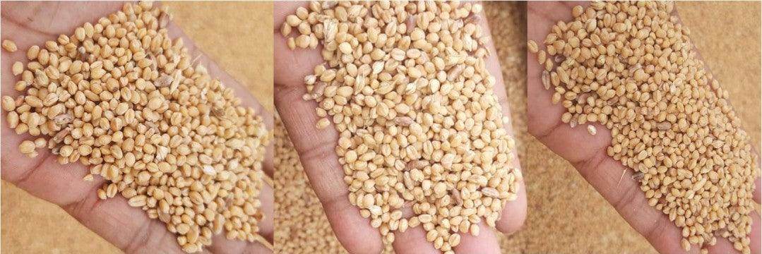 Sona Moti / Paigambari Wheat(सोना मोती गेहूं) Seeds for Farming (DICOCCUM WHEAT)- Limited Stock - Farmers Stop