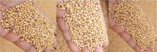 Sona Moti / Paigambari Wheat(सोना मोती गेहूं) Seeds for Farming (DICOCCUM WHEAT)- Limited Stock - Farmers Stop