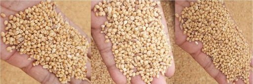 Sona Moti / Paigambari Wheat(सोना मोती गेहूं) Seeds for Farming (DICOCCUM WHEAT)- Limited Stock - Farmers Stop