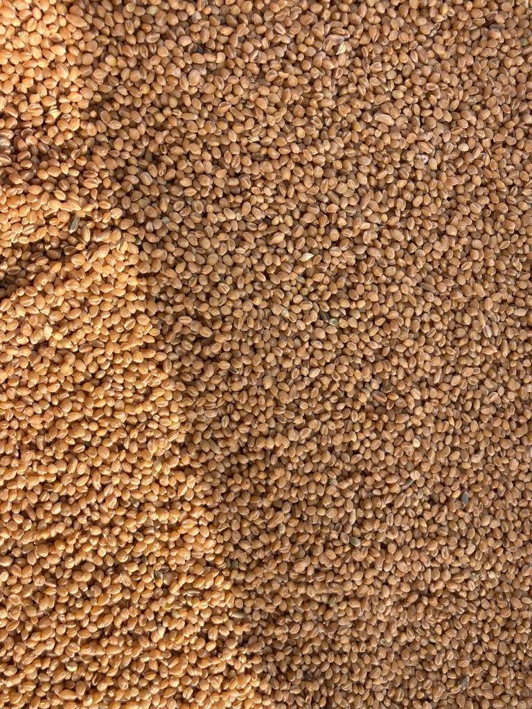 Sona Moti / Paigambari Wheat(सोना मोती गेहूं) Seeds for Farming (DICOCCUM WHEAT)- Limited Stock - Farmers Stop