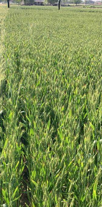 Sona Moti / Paigambari Wheat(सोना मोती गेहूं) Seeds for Farming (DICOCCUM WHEAT)- Limited Stock - Farmers Stop